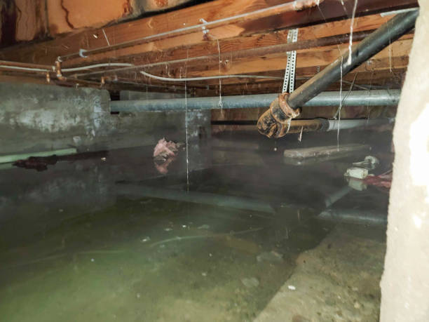 Best Professional water damage repair  in Millersville, TN
