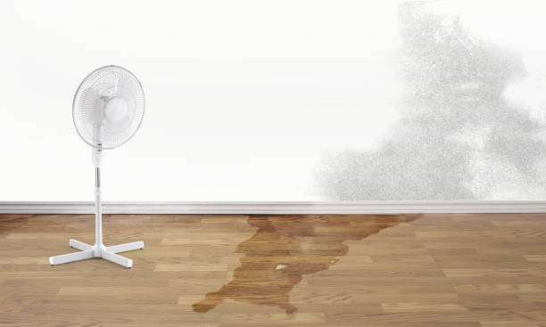Best Carpet water damage restoration  in Millersville, TN